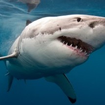 SCATTN Animal Tracker